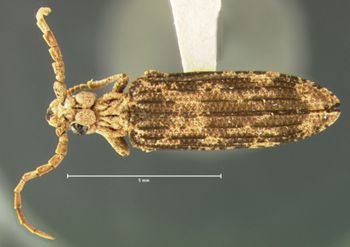Media type: image;   Entomology 3683 Aspect: habitus dorsal view